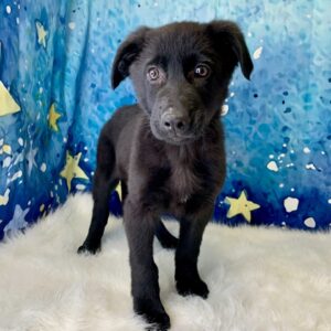 grady-300x300 Grady (Male) German Shepherd $1899.99 (Found Loving Home)
