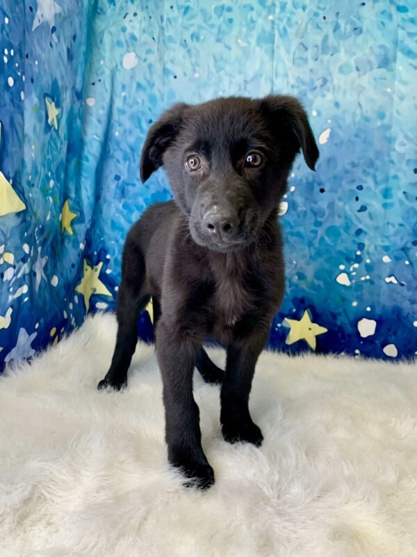 grady-600x800 Grady (Male) German Shepherd $1899.99 (Found Loving Home)