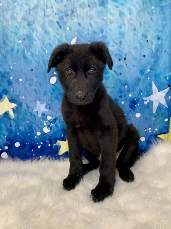 grady1-600x800 Grady (Male) German Shepherd $1899.99 (Found Loving Home)