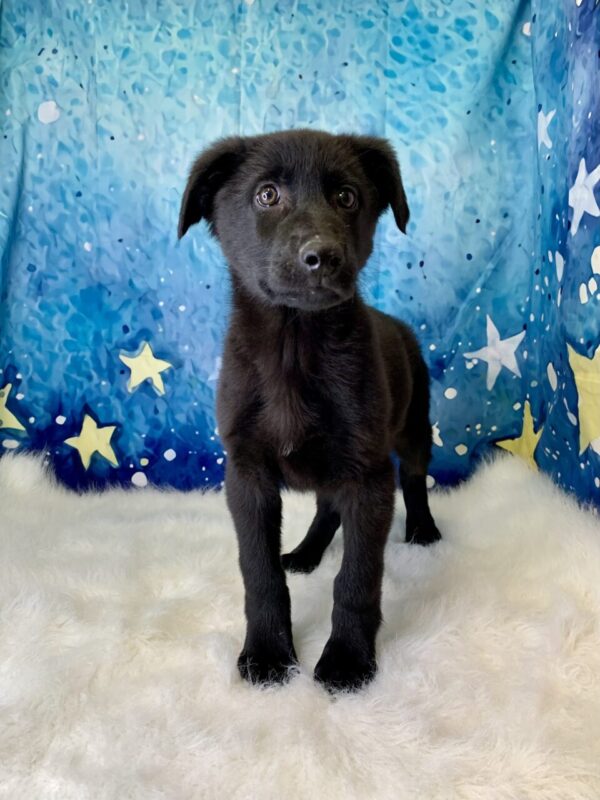 grady2-600x800 Grady (Male) German Shepherd $1899.99 (Found Loving Home)