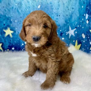 graham-300x300 Graham (Male) Standard Goldendoodle $1499.99 (Found Loving Home)