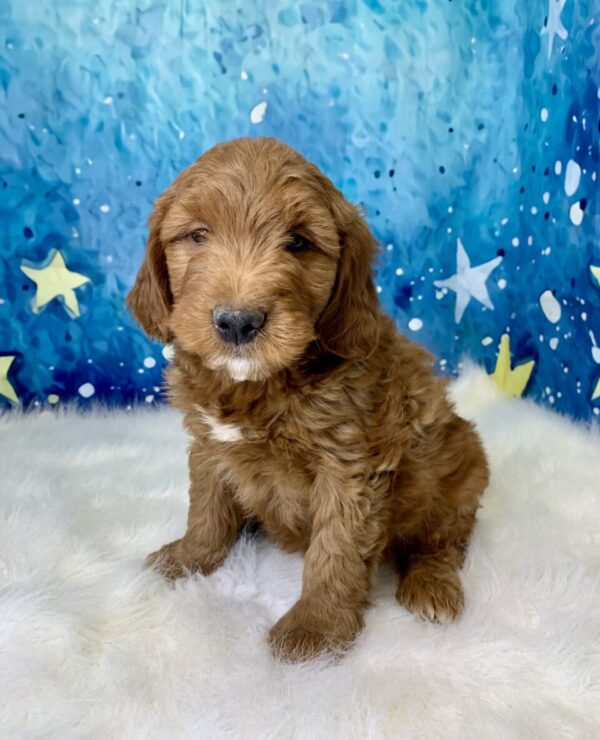 graham-600x740 Graham (Male) Standard Goldendoodle $1499.99 (Found Loving Home)