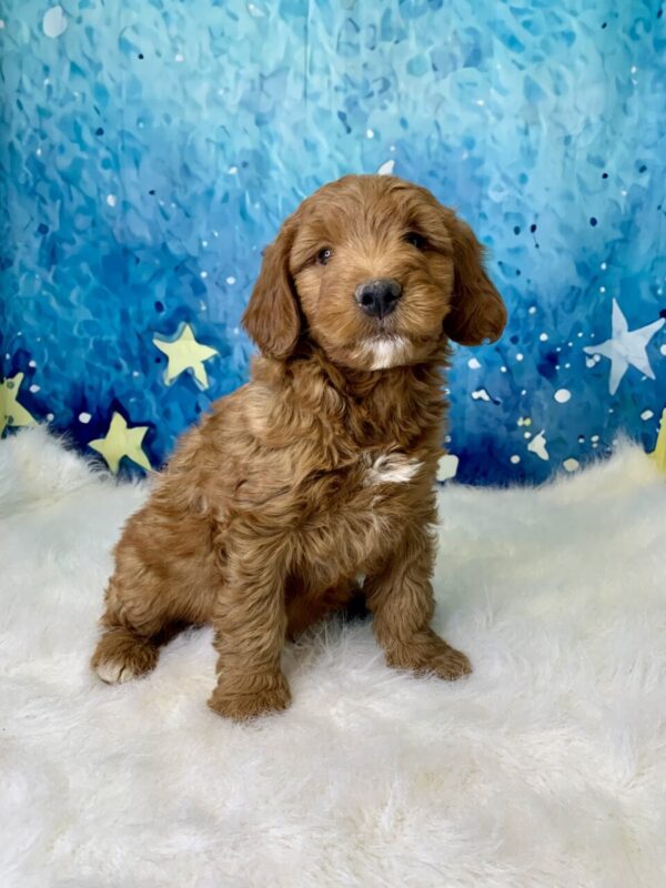 graham1-600x800 Graham (Male) Standard Goldendoodle $1499.99 (Found Loving Home)