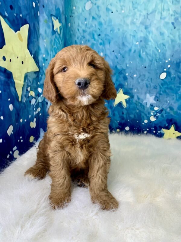graham2-600x800 Graham (Male) Standard Goldendoodle $1499.99 (Found Loving Home)