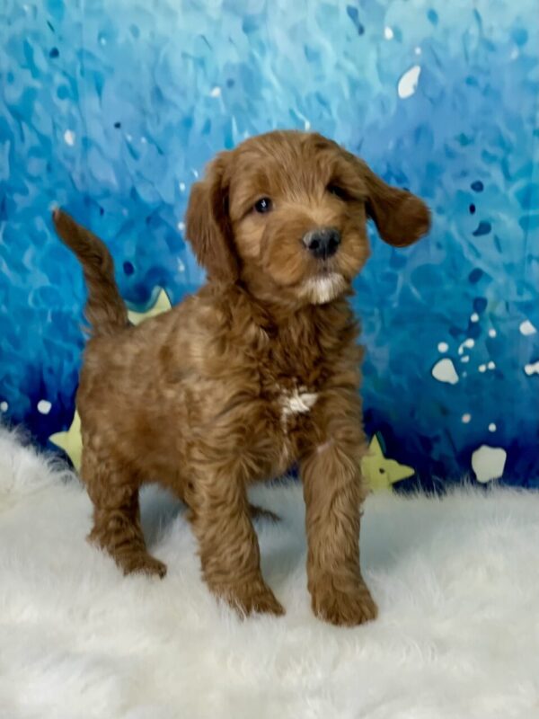 graham3-600x800 Graham (Male) Standard Goldendoodle $1499.99 (Found Loving Home)