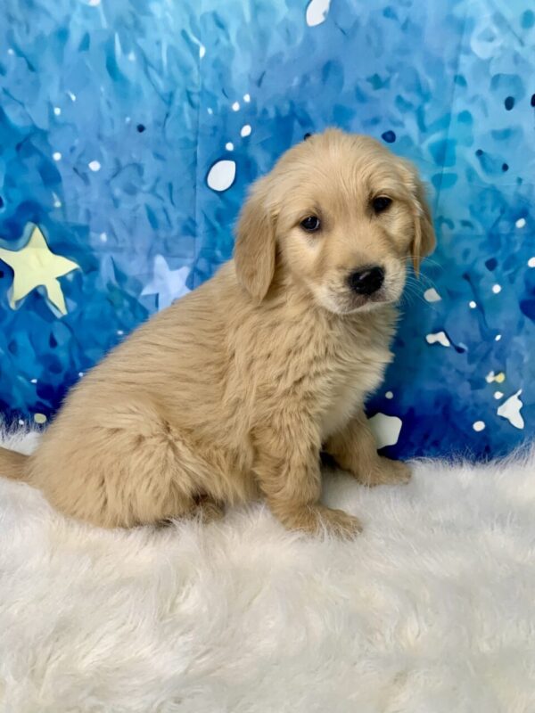 grayson-600x800 Grayson (Male) Golden Retriever $1899.99 (Found Loving Home)