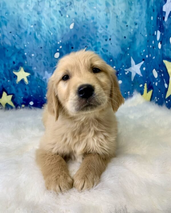 grayson1-600x746 Grayson (Male) Golden Retriever $1899.99 (Found Loving Home)