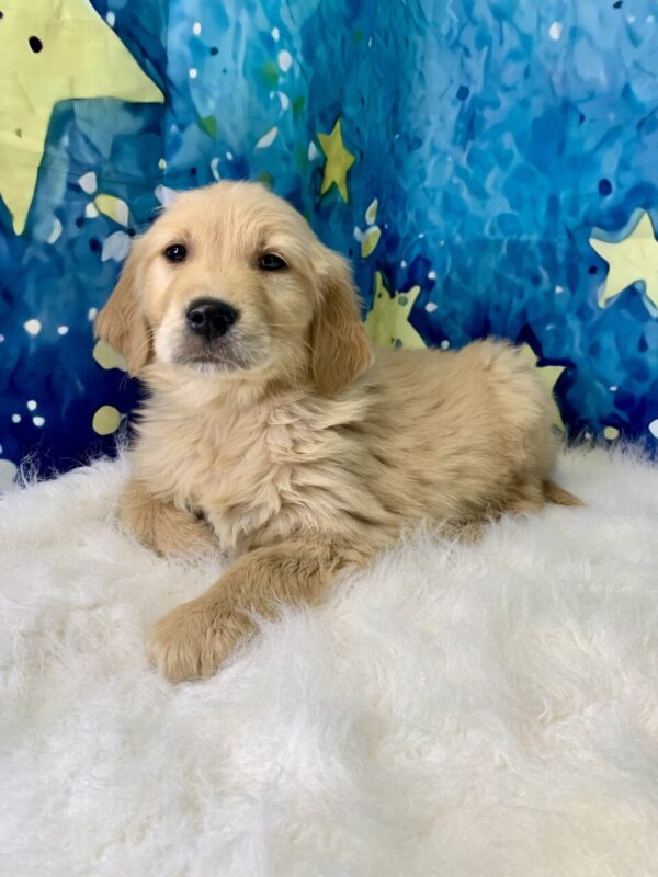 grayson2-600x800 Grayson (Male) Golden Retriever $1899.99 (Found Loving Home)