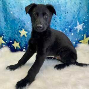 grover-300x300 Grover (Male) German Shepherd $1899.99 (Found Loving Home)