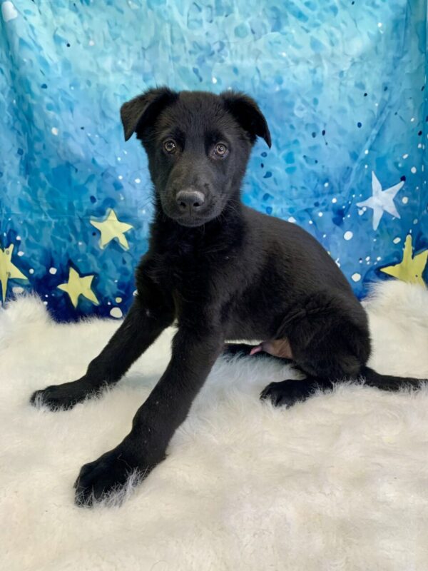 grover-600x800 Grover (Male) German Shepherd $1899.99 (Found Loving Home)