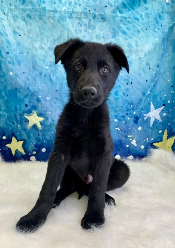 grover2-600x851 Grover (Male) German Shepherd $1899.99 (Found Loving Home)