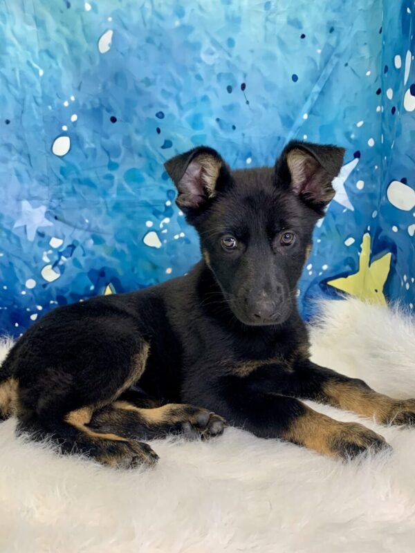 gunger1-600x800 Ginger (Female) German Shepherd $1899.99 (Found Loving Home)