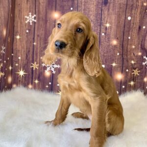 irene-300x300 Irene (Female) Irish Setter $1499.99 (Found Loving Home)