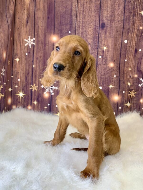 irene-600x800 Irene (Female) Irish Setter $1499.99 (Found Loving Home)