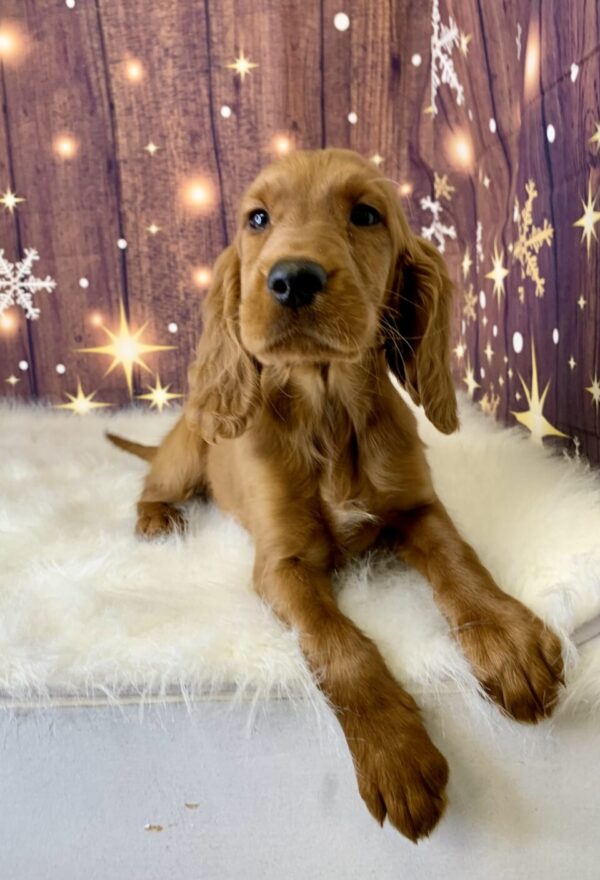 irene1-600x880 Irene (Female) Irish Setter $1499.99 (Found Loving Home)