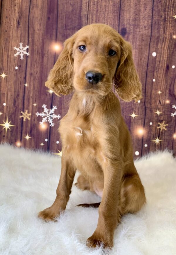 irene2-600x869 Irene (Female) Irish Setter $1499.99 (Found Loving Home)