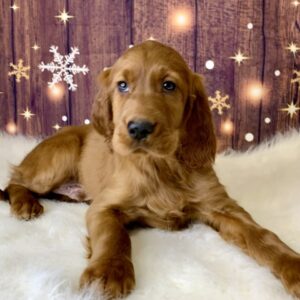 isaac-300x300 Isaac (Male) Irish Setter $1899.99 (Found Loving Home)