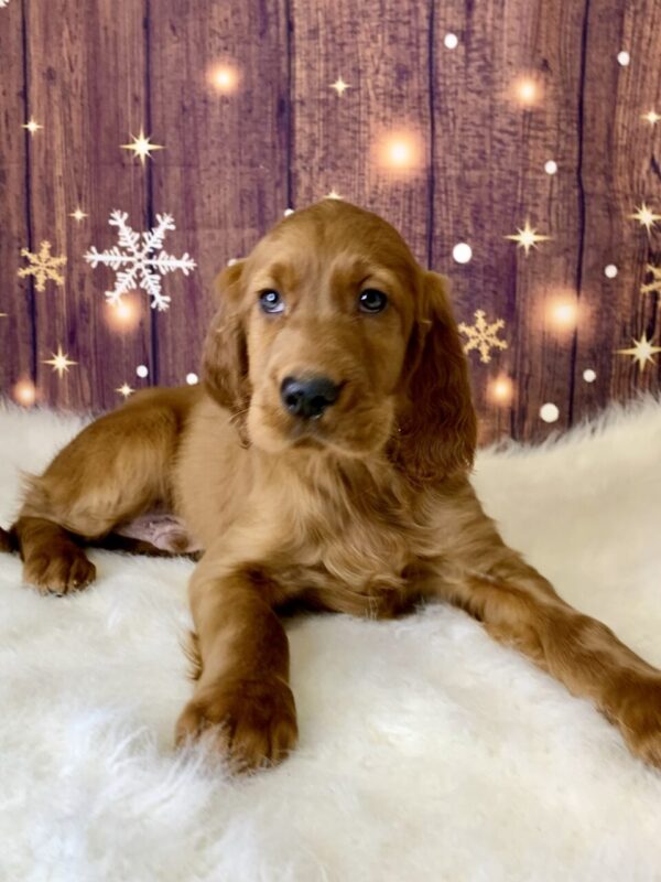 isaac-600x800 Isaac (Male) Irish Setter $1899.99 (Found Loving Home)