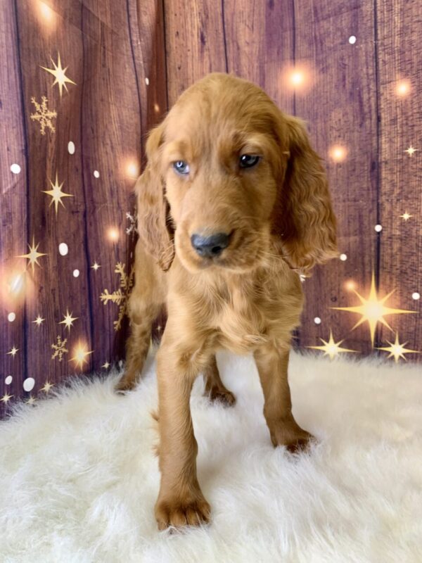 isaac1-600x800 Isaac (Male) Irish Setter $1899.99 (Found Loving Home)