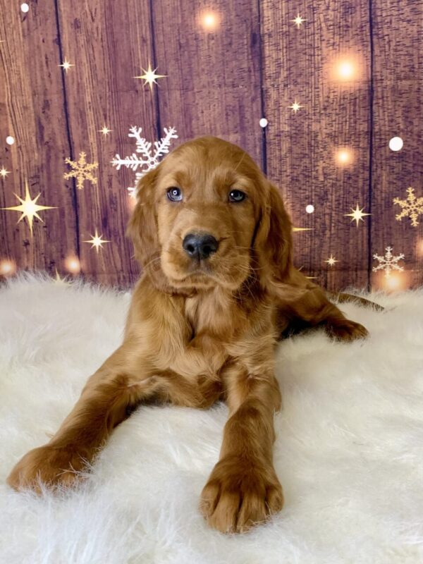 isaac2-600x800 Isaac (Male) Irish Setter $1899.99 (Found Loving Home)