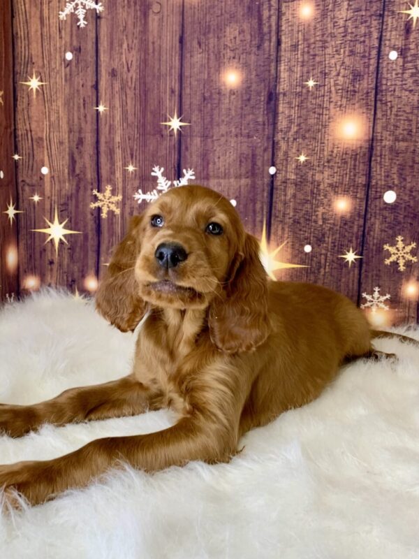isaac3-600x800 Isaac (Male) Irish Setter $1899.99 (Found Loving Home)