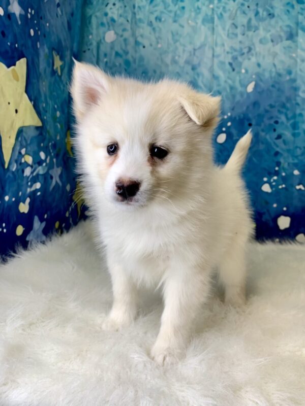 paul-600x800 Paul (Male) Pomsky $1899.99 (Found Loving Home)