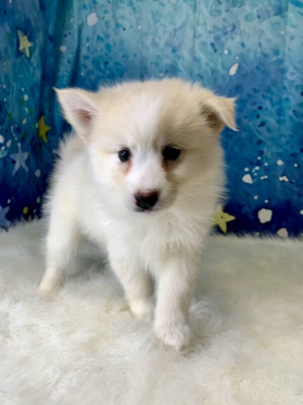 paul1-600x800 Paul (Male) Pomsky $1899.99 (Found Loving Home)