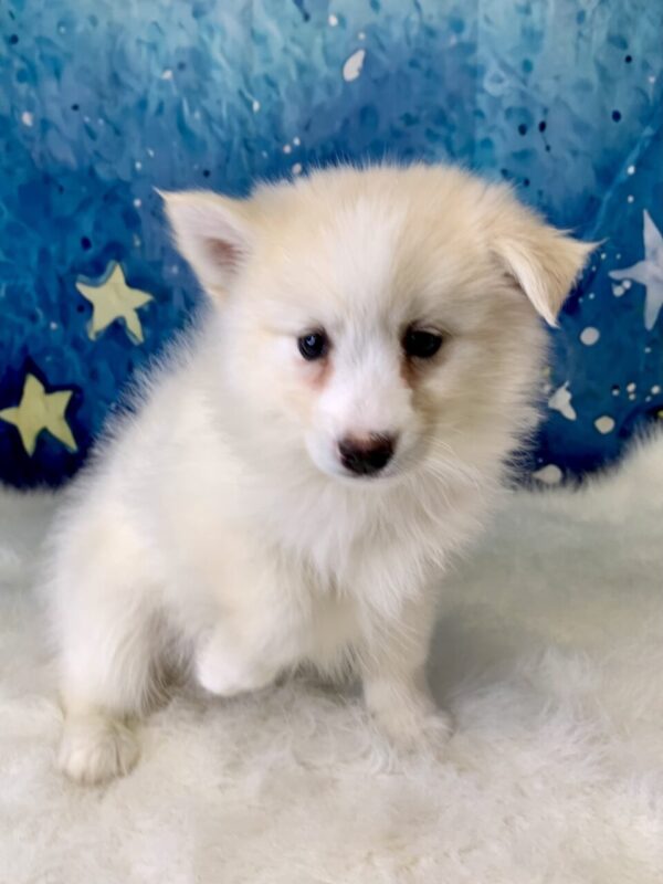 paul2-600x800 Paul (Male) Pomsky $1899.99 (Found Loving Home)
