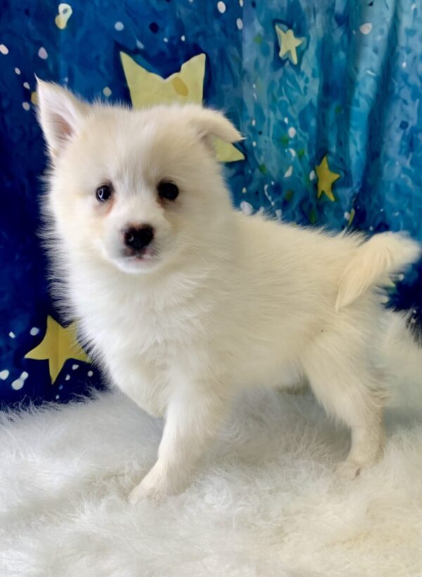 paul3-600x819 Paul (Male) Pomsky $1899.99 (Found Loving Home)