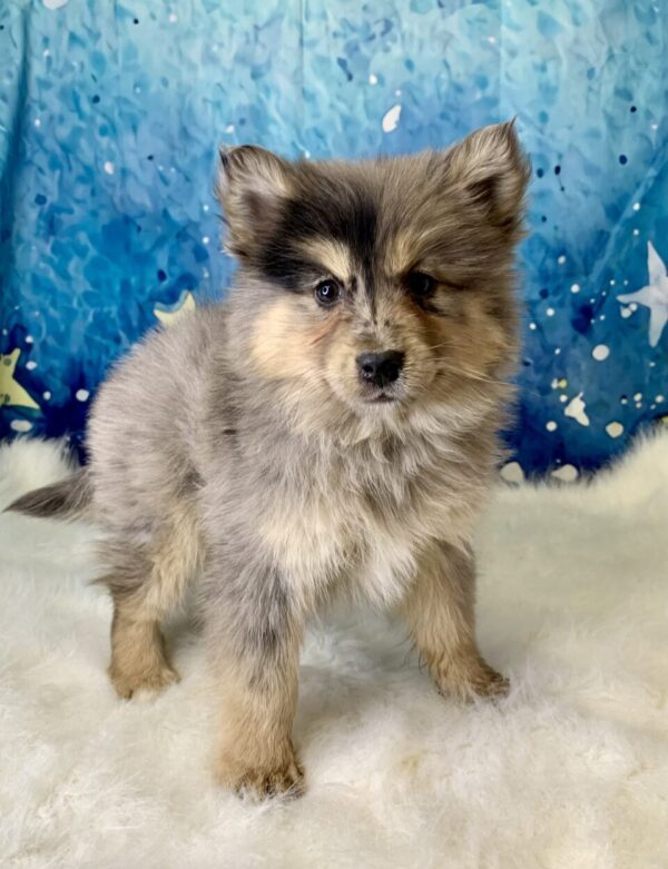 pepper-600x781 Pepper (Female) Pomsky $1899.99 (Found Loving Home)