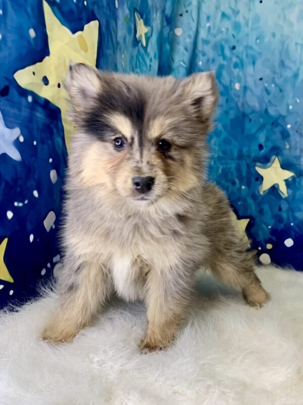 pepper1-600x800 Pepper (Female) Pomsky $1899.99 (Found Loving Home)