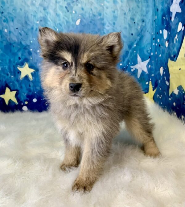pepper2-600x671 Pepper (Female) Pomsky $1899.99 (Found Loving Home)