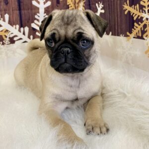 polo-300x300 Polo (Male) Pug $1899.99 (Found Loving Home)