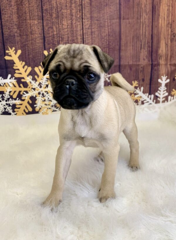 polo1-600x818 Polo (Male) Pug $1899.99 (Found Loving Home)