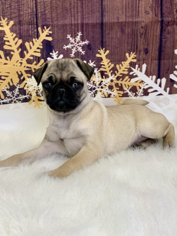 polo3-600x800 Polo (Male) Pug $1899.99 (Found Loving Home)