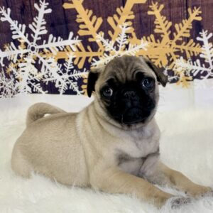 primo-300x300 Primo (Male) Pug $1899.99 (Found Loving Home)