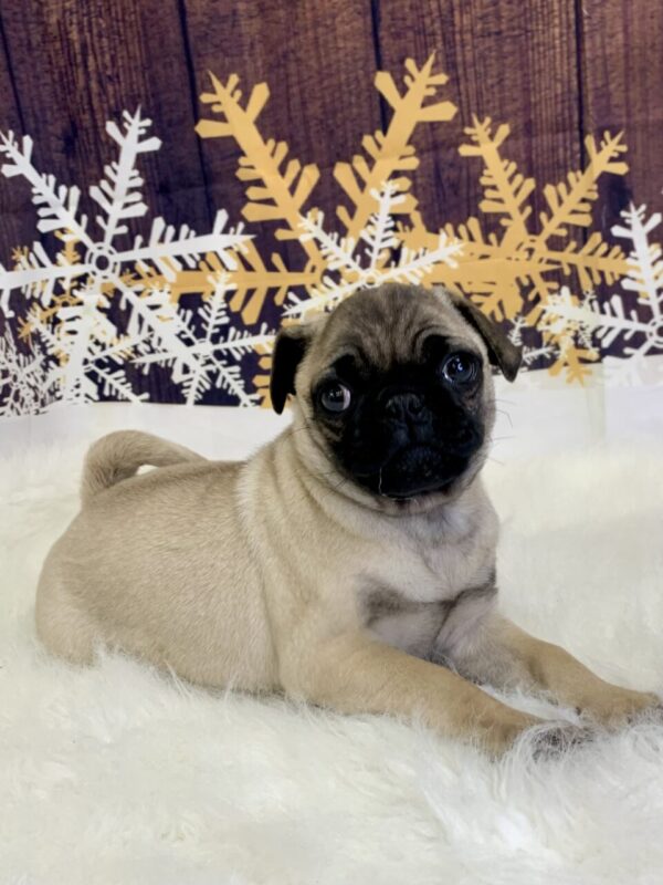 primo-600x800 Primo (Male) Pug $1899.99 (Found Loving Home)