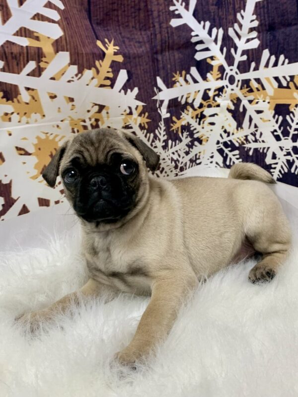 primo3-600x800 Primo (Male) Pug $1899.99 (Found Loving Home)