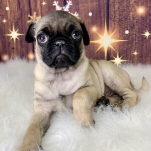 prince-300x300 Prince (Male) Pug $1899.99 (Found Loving Home)
