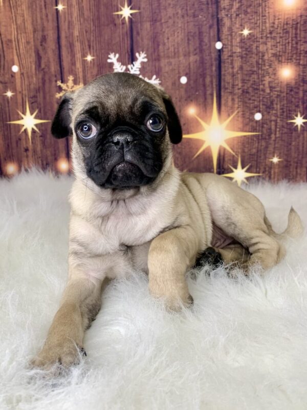 prince-600x800 Prince (Male) Pug $1899.99 (Found Loving Home)