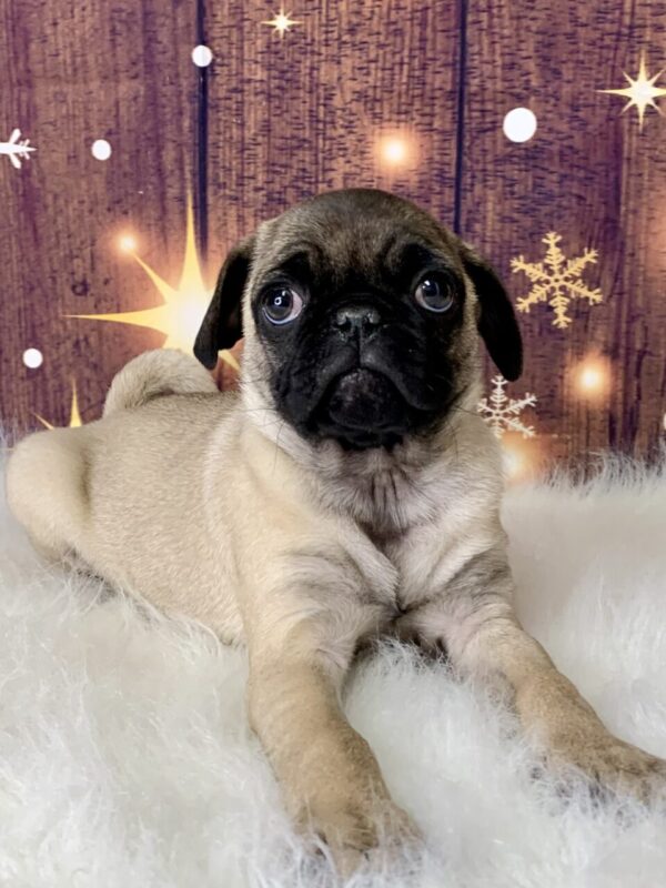 prince1-600x800 Prince (Male) Pug $1899.99 (Found Loving Home)