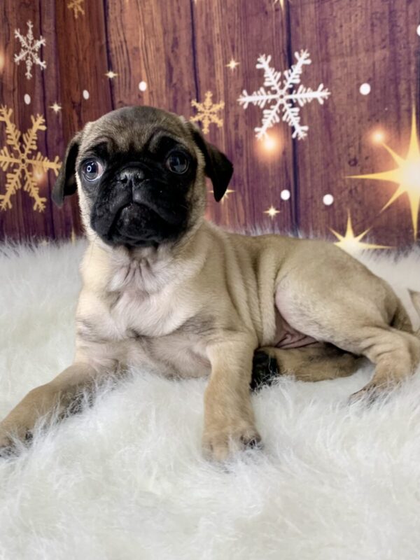 prince2-600x800 Prince (Male) Pug $1899.99 (Found Loving Home)