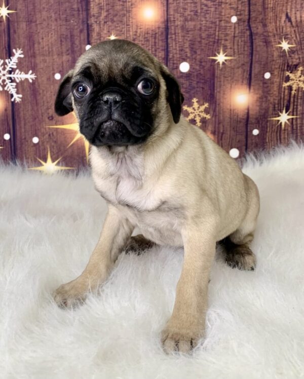 prince3-600x748 Prince (Male) Pug $1899.99 (Found Loving Home)