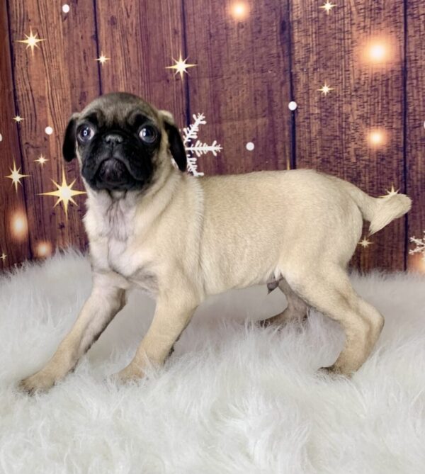 prince4-600x669 Prince (Male) Pug $1899.99 (Found Loving Home)