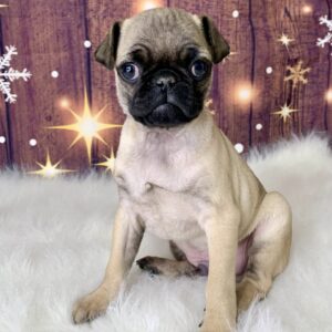 punky-300x300 Punky (Male) Pug $1899.99 (Found Loving Home)