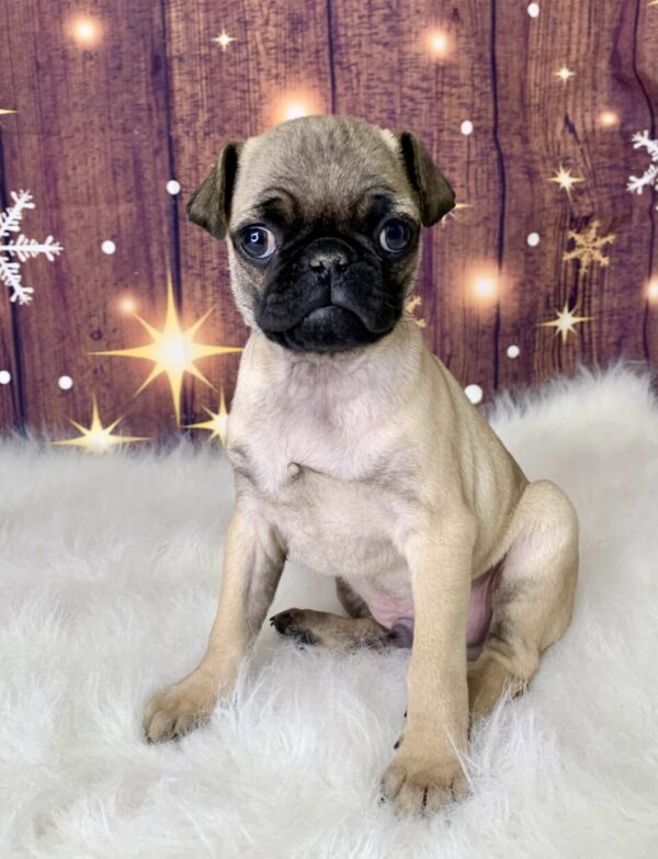 punky-600x783 Punky (Male) Pug $1899.99 (Found Loving Home)