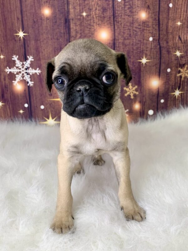 punky1-600x800 Punky (Male) Pug $1899.99 (Found Loving Home)