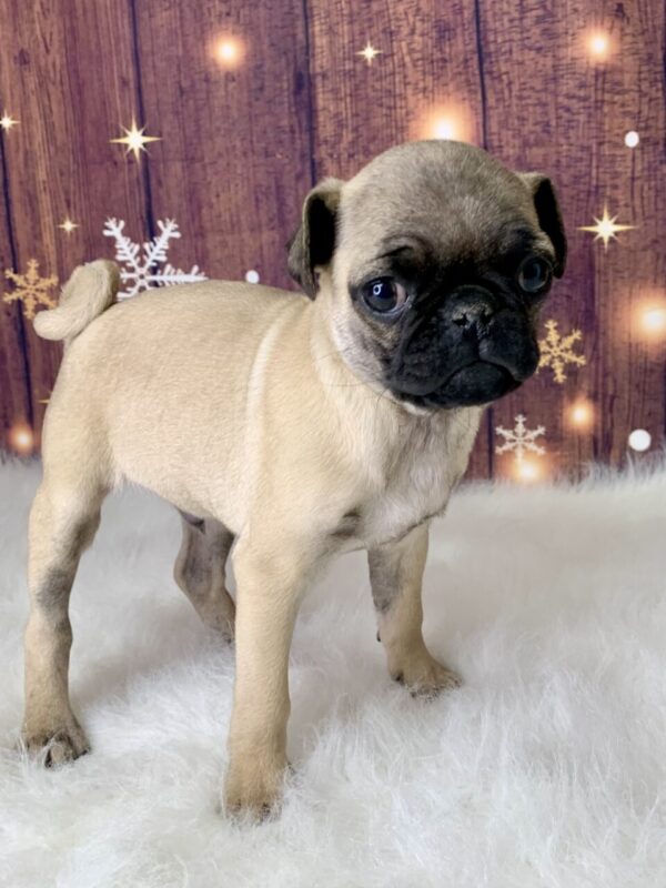 punky2-600x800 Punky (Male) Pug $1899.99 (Found Loving Home)