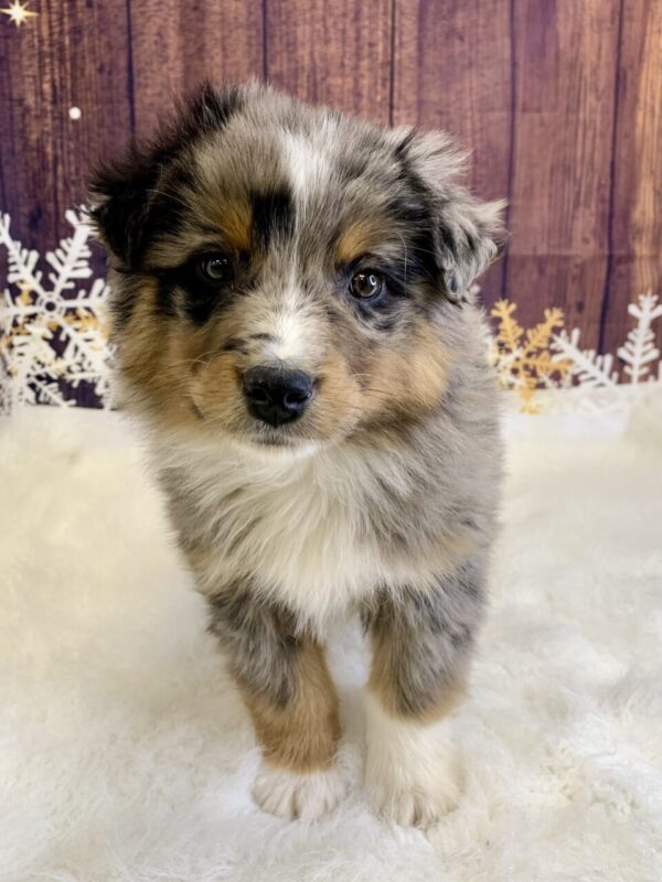 rturo1-600x800 Arturo (Male) Australian Shepherd, Standard $1899.99 (Found Loving Home)