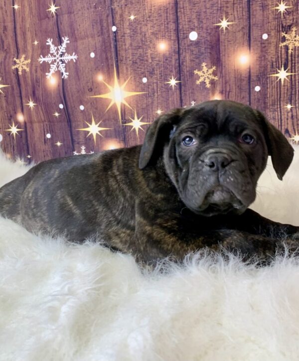 carly-600x723 Carly (Female) Cane Corso $1999.99 (Found Loving Home)